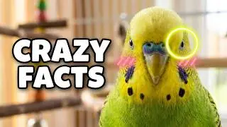 Incredible Budgie Facts That Will Blow Your Mind