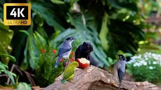 Birds for Cats to Watch 🌸🐿️ Cute Chipmunks, Birds, Squirrels 🌳 Cat TV • Dog TV Relaxing Nature 4K
