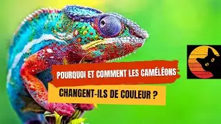 Pourquoi et comment les cam&eacute;l&eacute;ons changent-ils de couleur ? 🦎🌈
