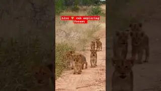 Wildlife : Lion 🦁 Cubs are exploring Forest with their Father Lion #wildlife #animals #lion
