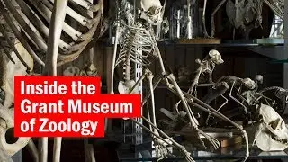 What&rsquo;s lurking in the Grant Museum of Zoology? | City Secrets | Time Out
