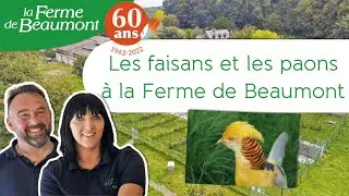 Les faisans et les paons à la Ferme de Beaumont • 60 ans ça se fête !