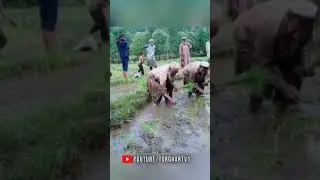 Torghar Ashar Pashtun culture With Culture Dhol Music