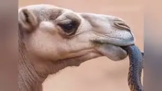 Camel Qurbani 2025 | Why does camel 🐪 eat snakes 🐍 great facts about camel 🐫🐪