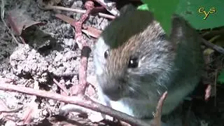 Жизнь рыжих полёвок / Life of bank voles (Myodes glareolus)