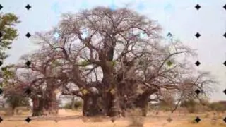 Imbondeiro. Simbolo de la Fauna e Fauna de Angola