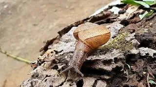 Land Snails of Sri Lanka,  Cryptozona species, Natural Sounds