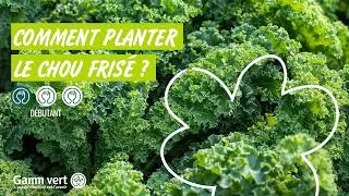 Tuto - Comment planter les choux fris&eacute;s ?