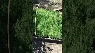 Thuja propagation #thuja #propagation #cuttings