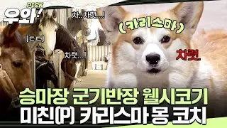 [⭐‍️#우와픽] 승마장 기강 잡기 담당? 압도적인 카리스마🕶️ 몽 코치의 일상! #TV동물농장 #우와한비디오 #우와비