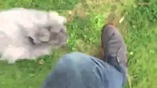 Wild Rabbit Attacks Man