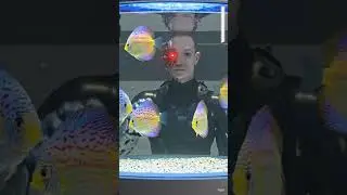 У ассимиляции есть свои преимущества.