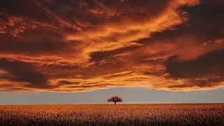 .barcat - Open Field Wander Mix (Psychill, Ambient, Downtempo, Minimal, Dub)