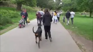insync K9 dog training- Vinnie Residential Training