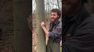 The evolving bark of black birch (Betula lenta) #tree #arborist #nature #botany #forest #bushcraft