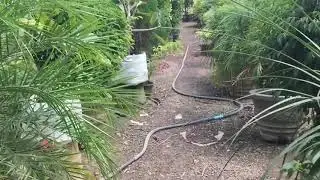 One of Success plant nursery in Sri lanka | Plant.lk