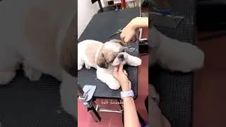 Shih Tzu teddy bear cut is a popular and adorable grooming style