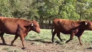 Welsh Farms