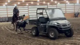 2019 AQHA Gelding - IAM CATSMART
