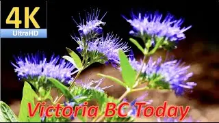 [4K] Victoria BC Today#74_Stunning Fall Blooming at Rockland BC |Relaxing Music_20210901