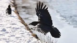 Raven Totem: Ancient Paganism.