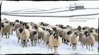 Addicted to Sheep - 3 minutes Taster