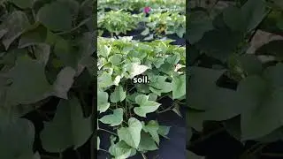 Secret to Growing Sweet Potatoes Year-Round #gardeningtips #growpotatoes #growingpotatoes #potatoes