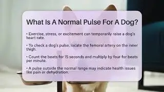 What Is A Normal Pulse For A Dog? - Ask A Pet Vet
