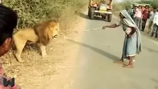 You MUST Watch This! Animal Moments That Shocked Millions!