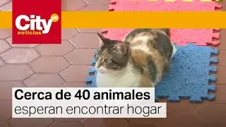 Bogotá: Nueva jornada de adopción animal | CityTv