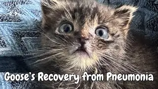 Rescue Kitten Recovering from Pneumonia 🤧 | Goose McMoose