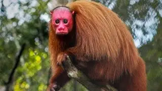 The Insane Biology Of : Bald Uakari