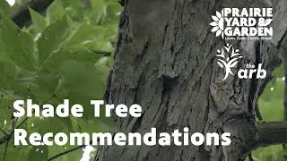 Shade Tree Recommendations | Ask the Arboretum Experts