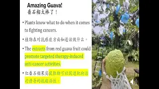 Wow! Guava Enhances Targeted Cancer Therapy! 哇！番石榴能增强靶向癌症治疗效果！