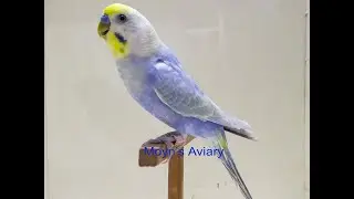 Home Breed Double Factor Violet Rainbow Running Male for Sale10 08 21