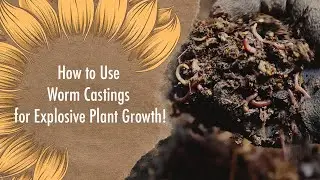 How to Use Worm Castings for Explosive Growth 🌱 | Best Way to Boost Your Garden Naturally
