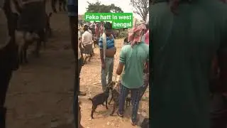 Feko hatt in west bengal. this place u find  any type of animals u gote this place