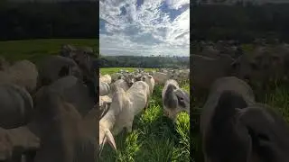 Garrotada TABAPU&Atilde;!! #abcztv #paran&aacute; #pecuaria #pecuarista #tabapua #zebu