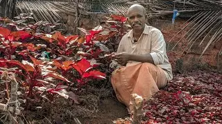 ചീരയിലെ മണ്ഡരി രോഗത്തെ ഇനി ഭയക്കേണ്ട ! കഞ്ഞിവെള്ളം ഇങ്ങനെ പ്രയോഗിച്ചാൽ മതി | Spinach Cultivation