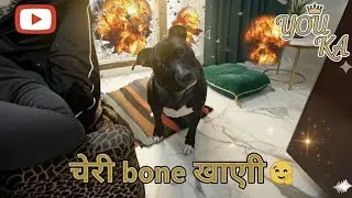 चेरी को देखो क्या मांग रही है मुंह से बताने की कोशिश कर रही है#dog#video#YouTube#punctual Cherry