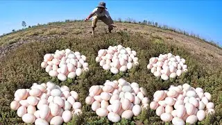 WOW, Amazing man pick duck eggs under the grass by hand farmer skills