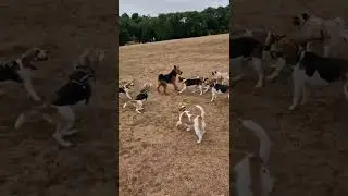 Airedale outnumbered by beagles #dog #airedaleterrier #dogshorts #puppy #puppies