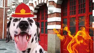The Dalmatian and the Firehouse: A Legacy of Loyalty, Service, and Tradition [4K]