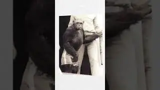 Oliver: The Chimp Once Believed to Be Half Human