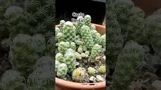 19 Tipos de Cactos Nomes #shorts