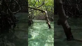 #aruba #reef #mangrove #forest #fish #island #life #shorts #travel #ideas #nature #relaxing #viral
