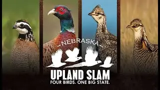 OUTDOOR INSIDER | Where to find birds to complete your Nebraska Upland Slam.