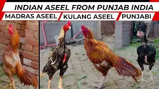 Indian Aseel from Punjab India | Pure Aseel Murga | Indian Asil Chicken |  Madras Aseel | Qaib galos