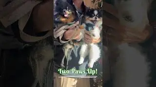 See Why This Enchanting Oasis Full of Whimsy is Our Favorite Pet Friendly Store #pomeranianlife #paw