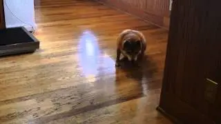 Ginger Before Surgery